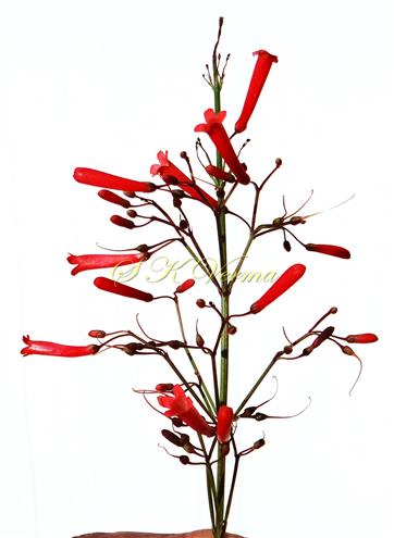  Inflorescence